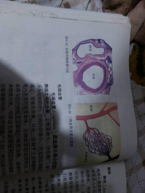 怎样区分哪个是动脉,静脉?