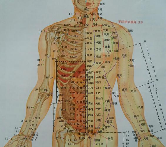 躯体胸腹部的经络循行