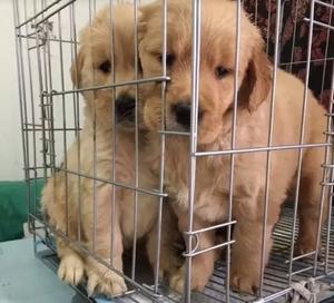 领养狗金毛犬免费