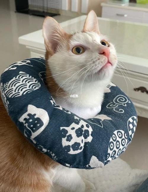 日渐圆润_橘猫_宠物_猫_晒猫
