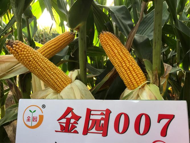 金园007—好玉米,好收成!【甘肃篇】