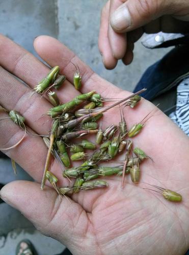 这种麦子是不是毒麦?