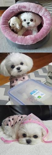 马尔济斯犬