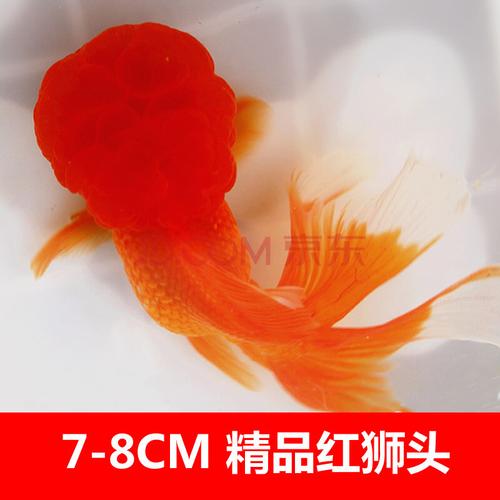 金鱼活体活鱼观赏鱼视频选鱼兰寿重墨百褶f1泰狮玉兔