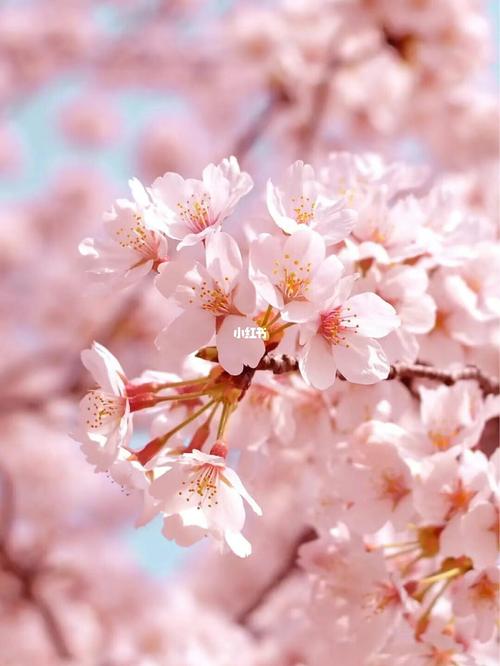 顺便换上一张迎接属于你的桃花运_壁纸_招桃花_每日壁纸_素材_壁纸