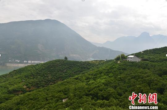 湖北首个脐橙   亿元村   ——秭归县郭家坝镇邓家坡村 王海群 摄