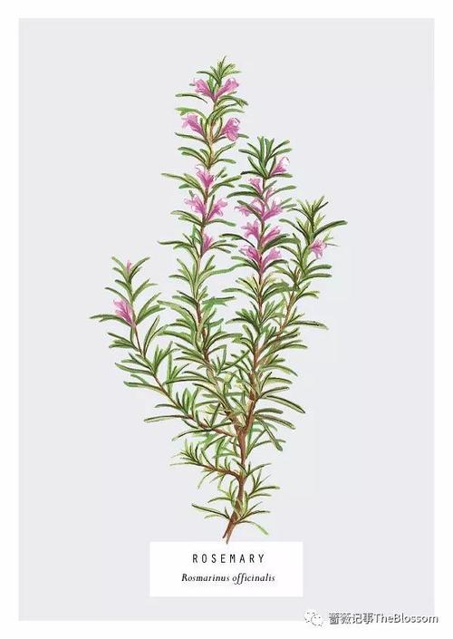 香草简史——厨房花园里的手绘植物