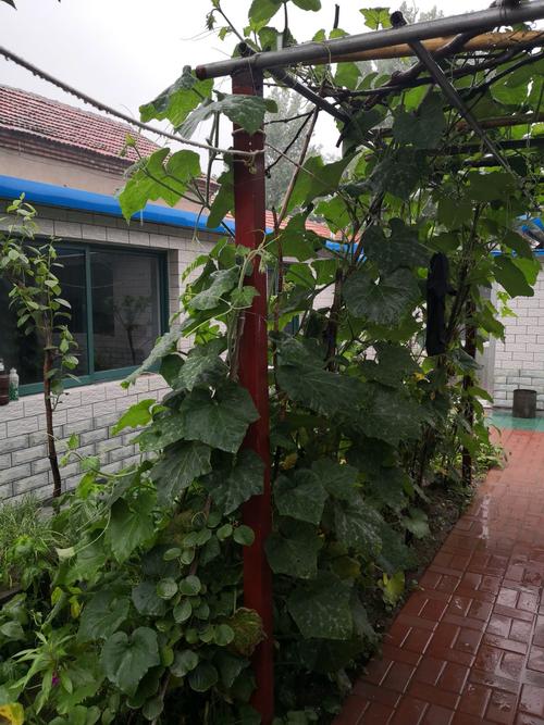夏雨洗新农家院,瓜架垂香惬意来!