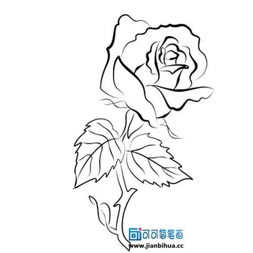 花朵简笔画 月季花的简笔画法 月季花的简笔画法,儿童画月季花的简单