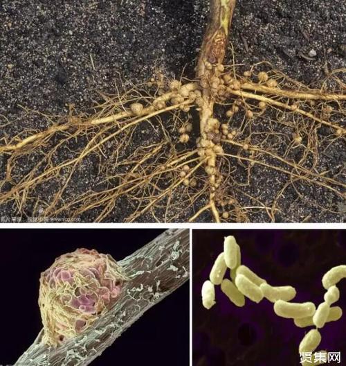 首页 行业资讯 化学化工 — 正文   一些被称为根瘤菌的杆状细菌能与