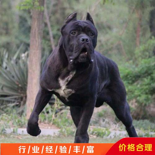 卡斯罗犬幼犬纯种卡斯罗商品大图