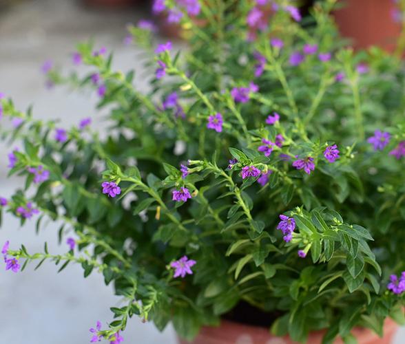 紫花满天星绿植盆栽 阳台庭院植花卉花苗 开花植物 花期长