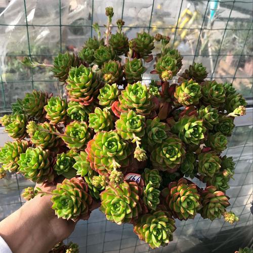 肉肉盆捧花蒂亚多年老桩一物多肉植物套餐一拍带盆带大颗火焰超大