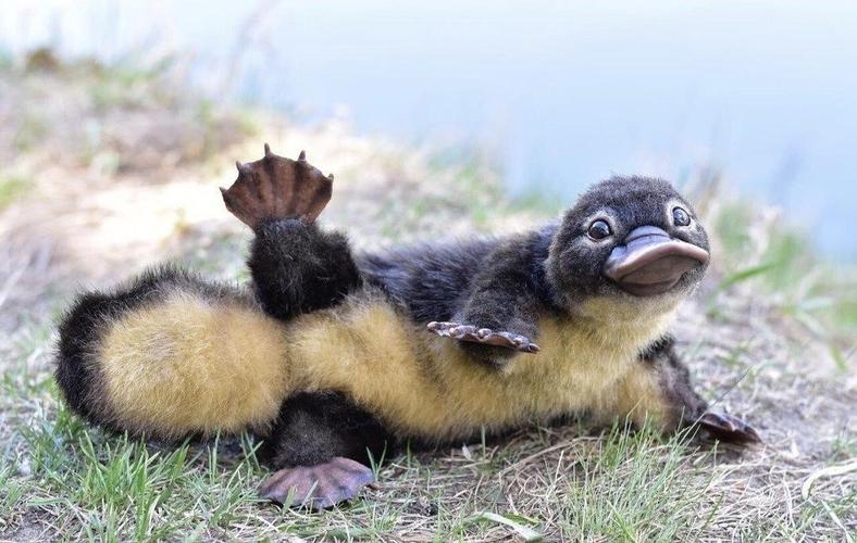 鸭嘴兽超可爱照片流出!