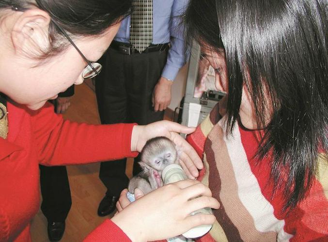 找人乳喂养金丝猴幼崽 他们17年救治84万野生动物