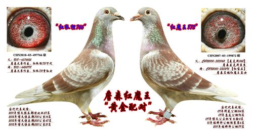 詹森红狐第十二配对