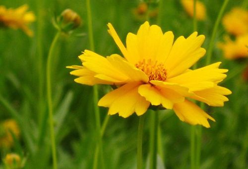 重瓣金鸡菊图片2