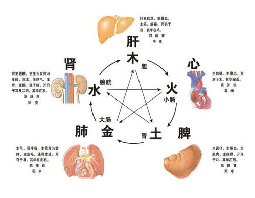 四季养生各脏器功能