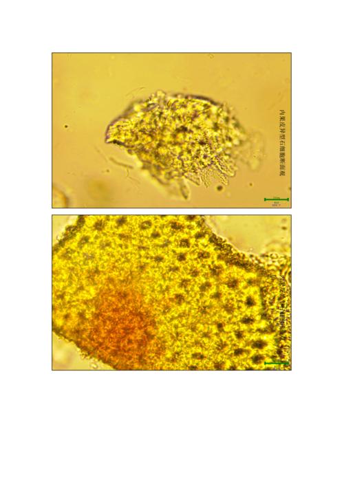 中药紫苏子来源性状显微鉴别.doc