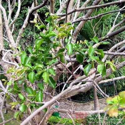 桑寄生的功效与作用 桑寄生的食用方法