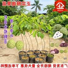 释迦果树苗 台湾番荔枝苗释迦果嫁接苗佛陀果 盆栽果树苗当年结果