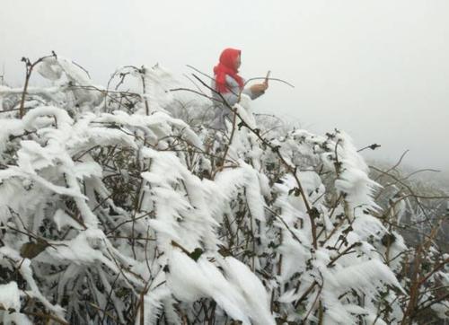 齐岳山这样的雪景漫山遍野的冰花美不胜收