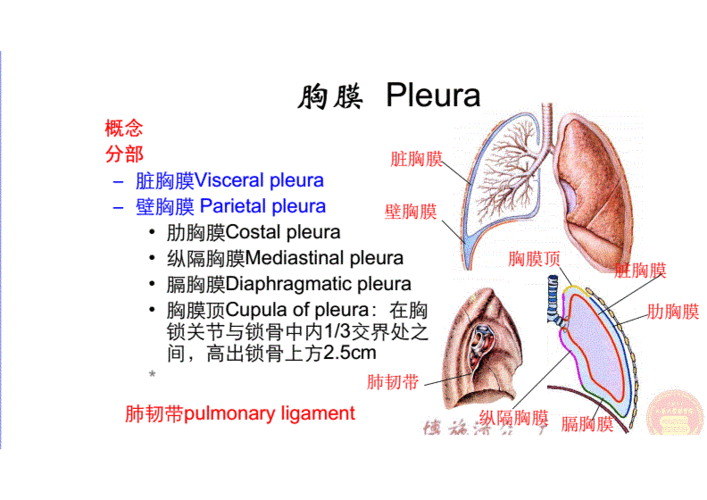 6 呼吸系统- 胸膜,胸膜腔和纵膈.pdf 7页