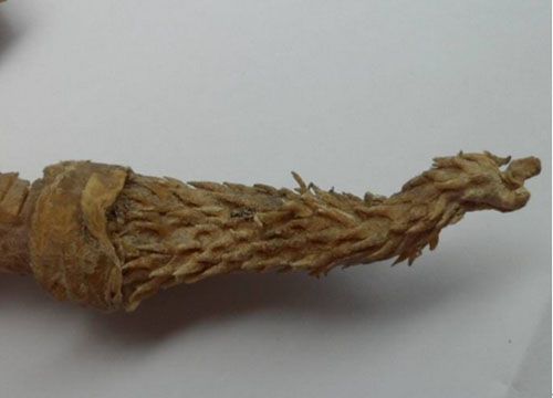 虎鞭,探究古代壮阳秘方