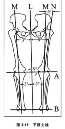 下肢力线为股骨头中心,膝关节中心与踝关节中心的连线,有人称为髋一膝