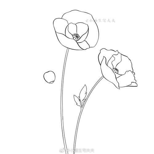 罂粟花简笔画简单三年级一枝