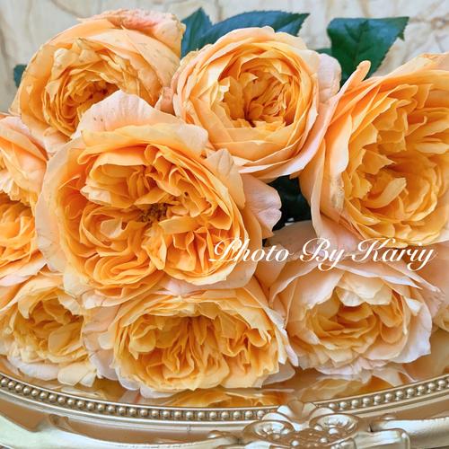 「玫瑰」 | 新品 | 缪斯女神_缪斯女神_点缀生活的鲜花_家居家装_家居