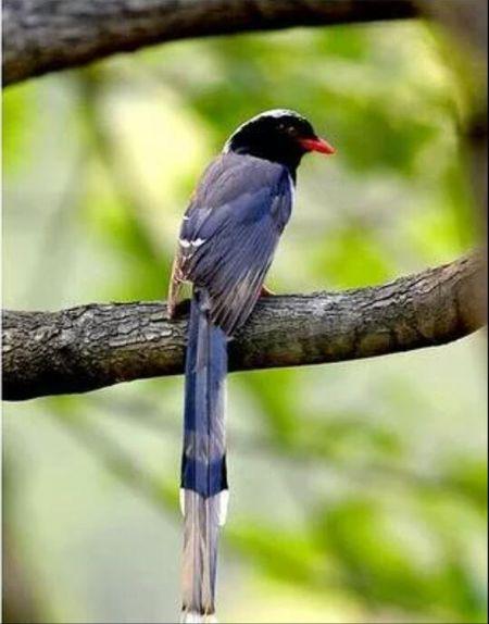 请问这是什么鸟,尾巴很长,前面是我拍的,后面是网上的