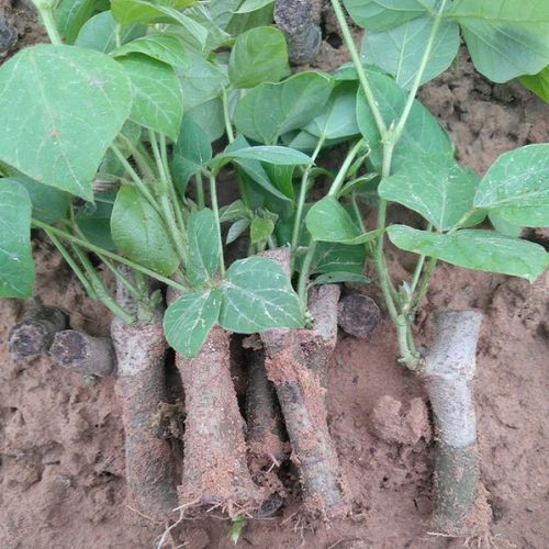 葛根种植苗