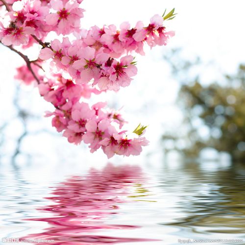 桃花图片