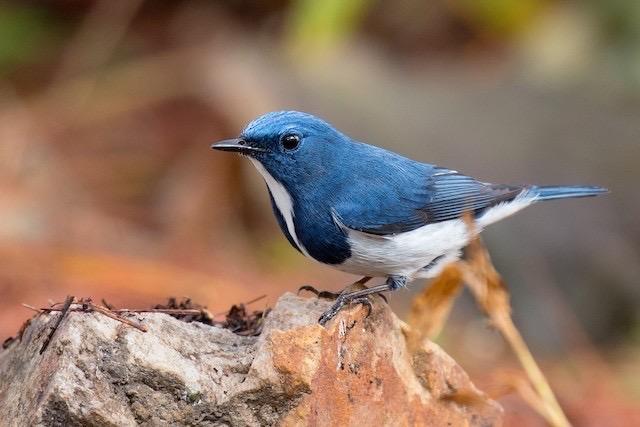 【640】萌鸟录——鹟科姫鹟属