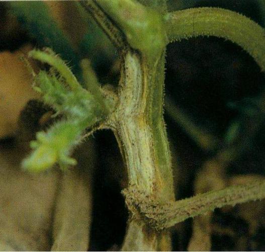 黄瓜病虫害实拍图片附【显微镜镜检图】_细菌性