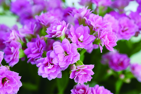 长寿花这样养盆栽也能长成老桩多少钱都不卖