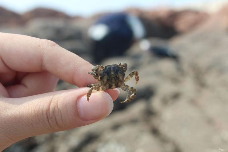 图片标题:迷你迷你小螃蟹