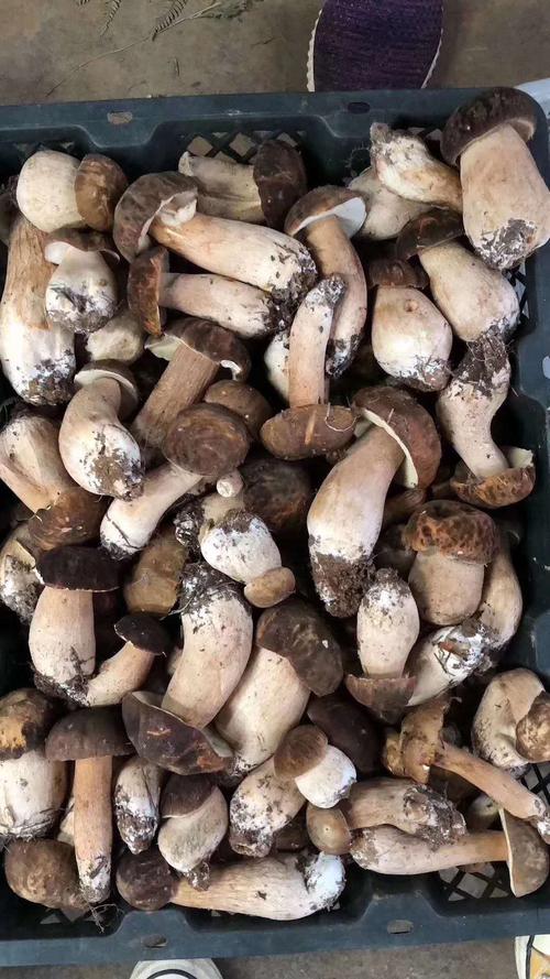 特产云南野生美味牛肝菌干货200克煲汤生态之味香菇类