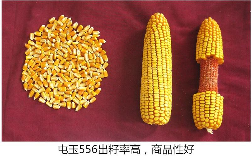 适宜区域:该品种符合国家玉米品种审定标准,通过审定.