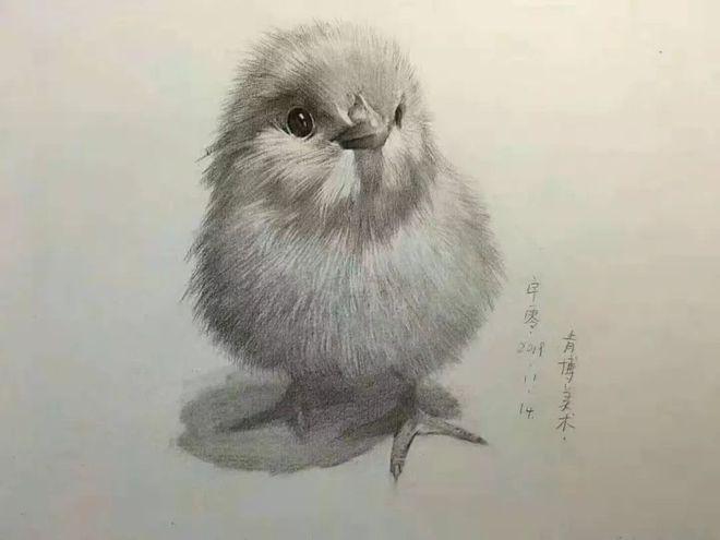 素描动物软萌可爱的小鸡仔
