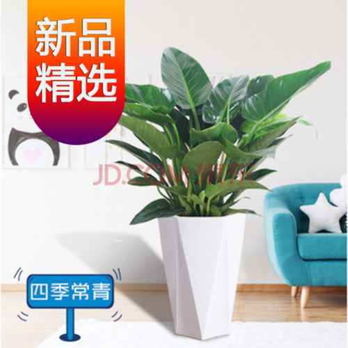 绿公主大叶金钻吸毒王四季常青吸甲醛植物室内桌面绿植盆栽花卉 【25