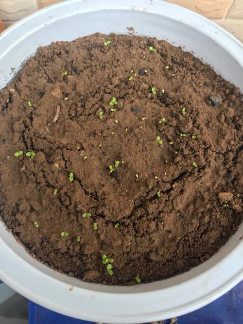 春天啦_春天去哪玩_夏天去哪玩_金盏菊_露台_满天星_家居家装_家居