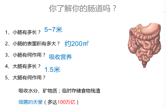 对于肠道健康,我们先来了解一下关于肠道基本知识
