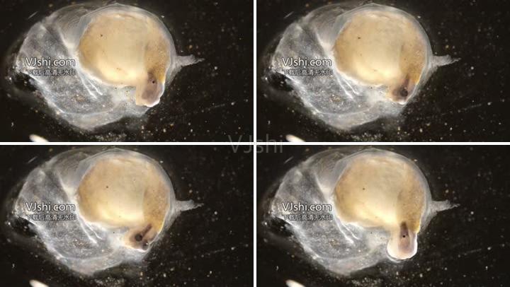 黄色鼻涕虫幼虫