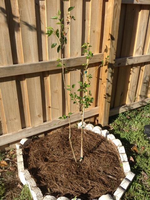 mulberry tree