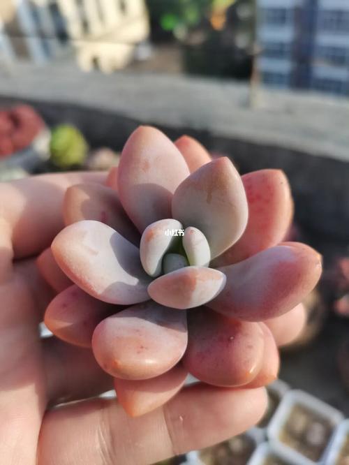 多肉雪桃_多肉植物_多肉_家居家装_家居装饰_花艺