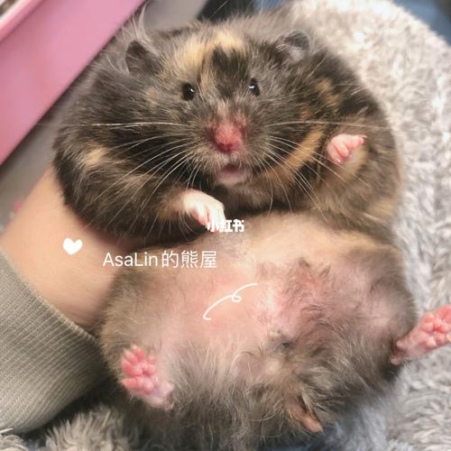 给你们更新一个黑黄玳瑁看看_金丝熊_宠物_宠物其他