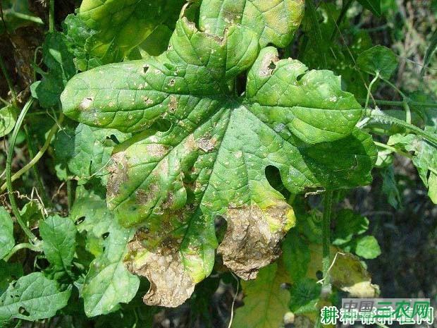 苦瓜灰斑病如何防治?