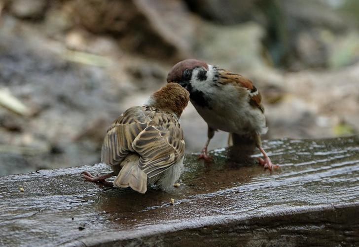 很快小麻雀长得和他们的父母差不多大了